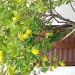 Aparthotel Petros &