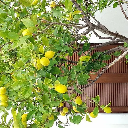 Apart Otel Petros &